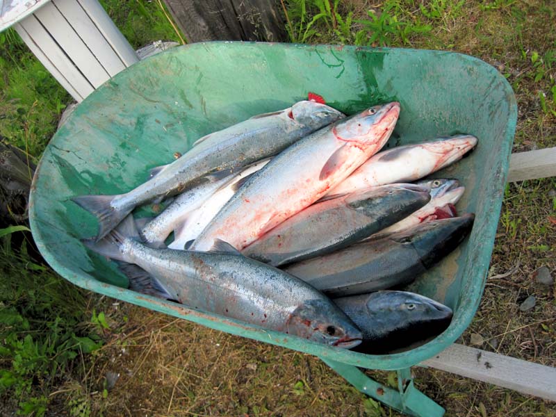 07-20-11 Three man sockeye limit 1.jpg